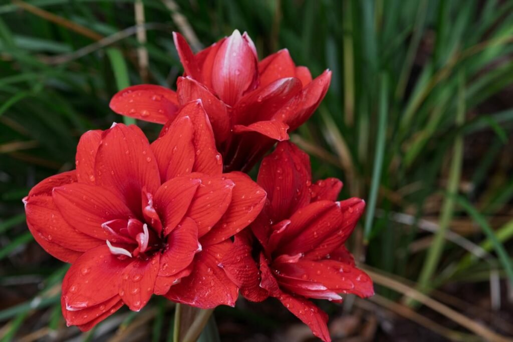Valentino diena: dramatiško grožio meilenis (Hippeastrum)