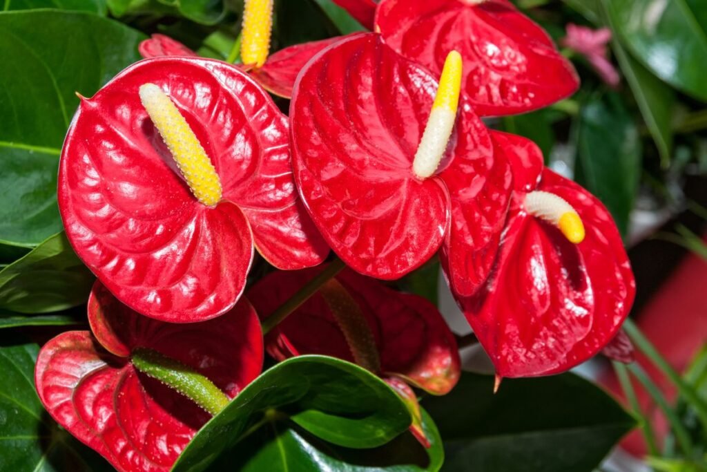 Valentino diena su dovanotu anturiu tęsis visus metus