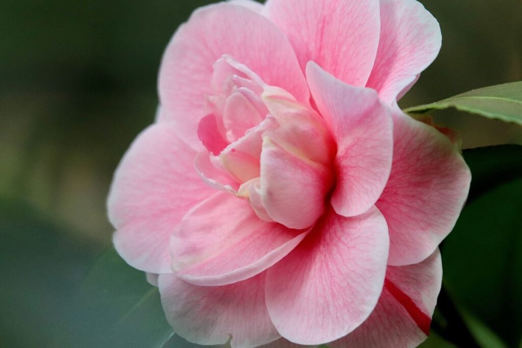 Valentinos dienos elegancija ir romantika – kamelija (Camellia)