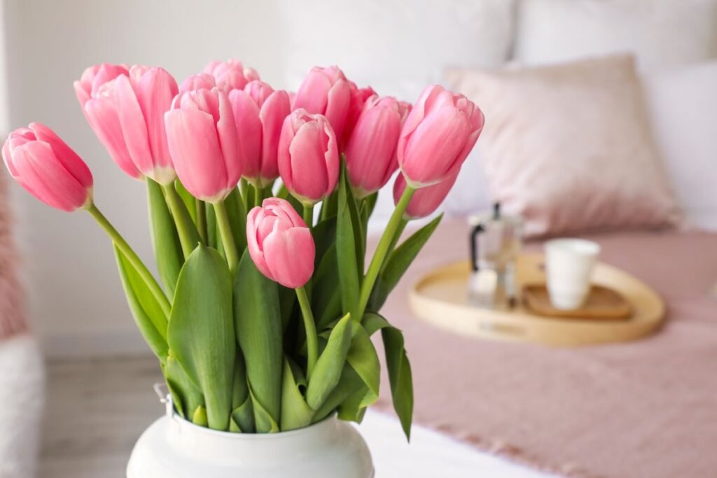 Tulpė (Tulipa) – spalvų pliūpsnis