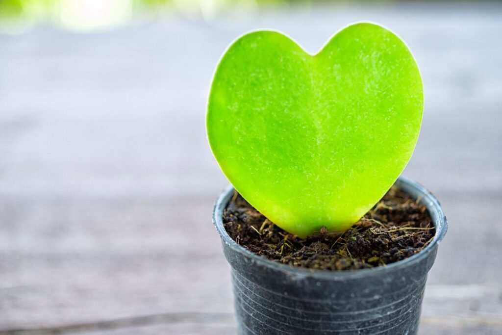 Hoya kerrii – tobulas augalas Valentino dienai