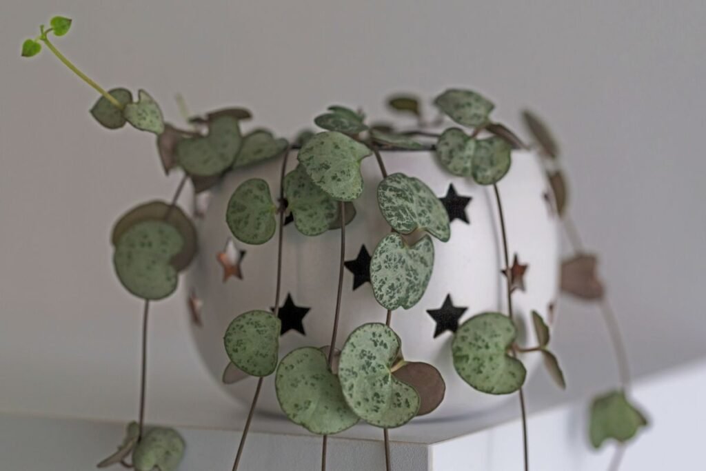 Unikali Valentino diena: paprastoji ceropegija (Ceropegia woodii)