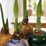 Vaškuotas amarilis: ką daryti gėlei nužydėjus ir kaip suteikti jai antrą gyvenimą?