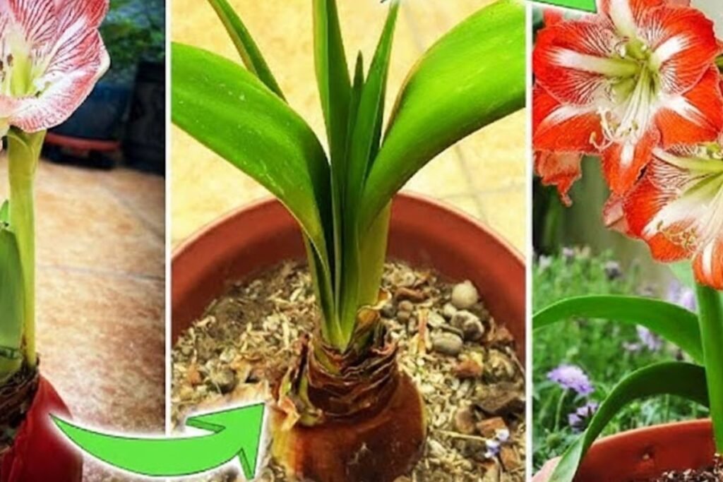 Vaškuotas amarilis: energijos kaupimas ir vasaros „atostogos“ lauke