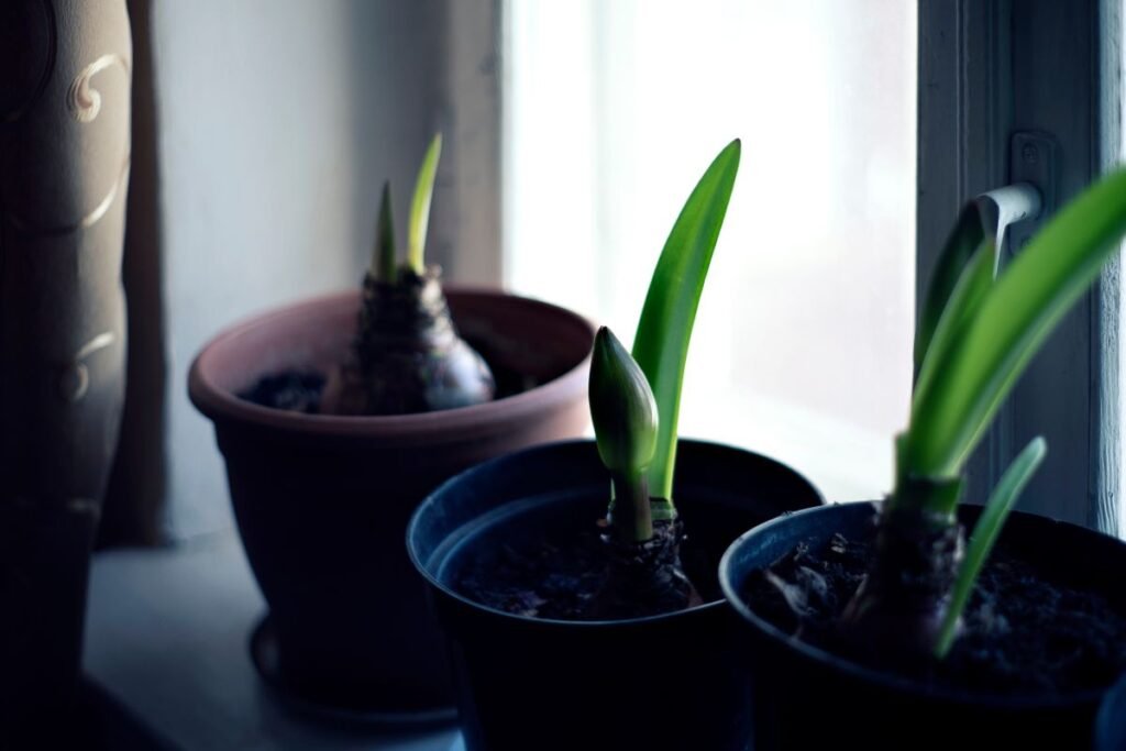 Vaškuotas amarilis: pabudimas ir naujas ciklas