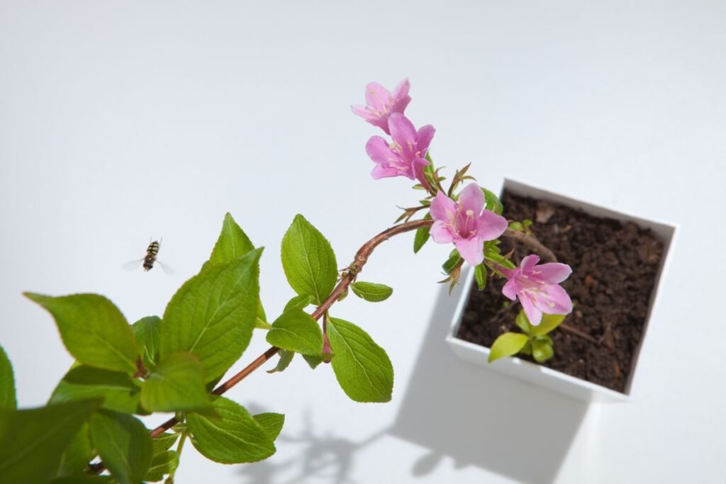 Veigelė ir jos auginimas vazone 