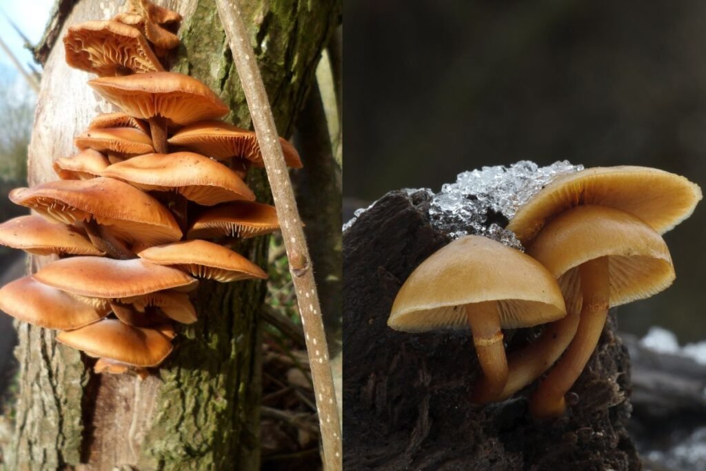 Su kuo nesupainioti? Pavojai grybautojams