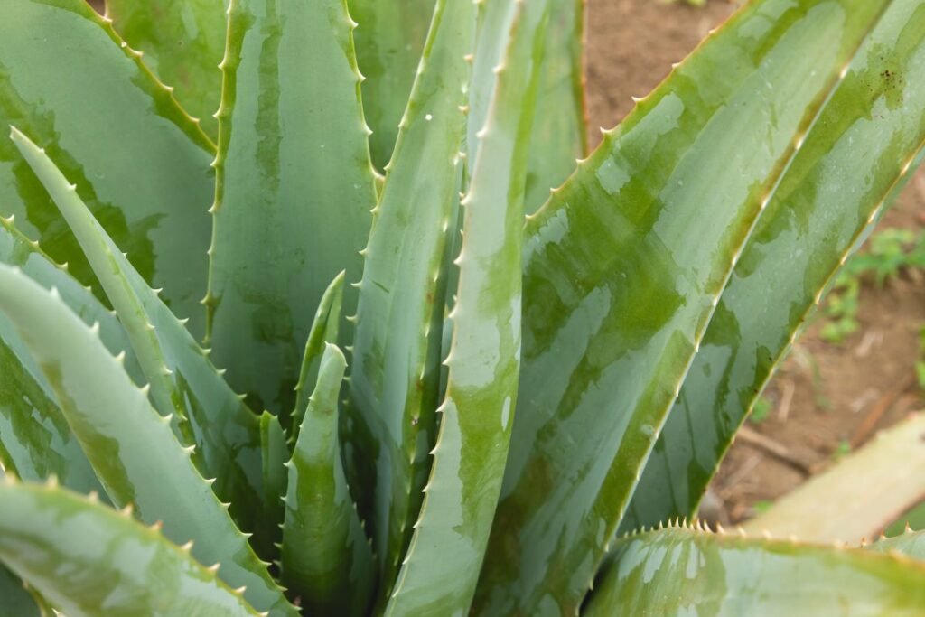 Aloe vera – trys vardai, vienas augalas