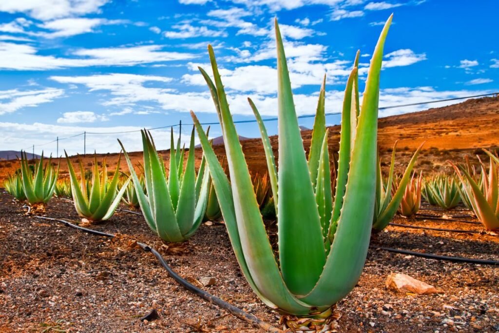 Kleopatros grožio paslaptis: kaip alavijas tapo grožio eliksyru?