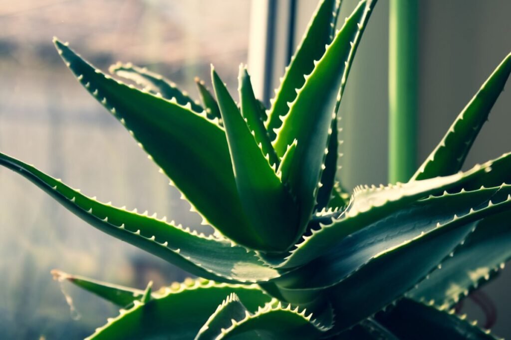 Aloe vera – trys vardai, vienas augalas