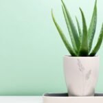 Aloe vera – Kleopatros grožio paslaptis ir faraonų nemirtingumo augalas. Kuo jis stebina jau 5000 metų?