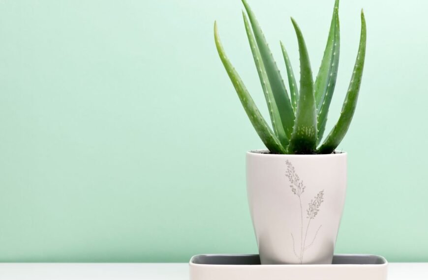 Aloe vera – Kleopatros grožio paslaptis ir faraonų nemirtingumo augalas. Kuo jis stebina jau 5000 metų?