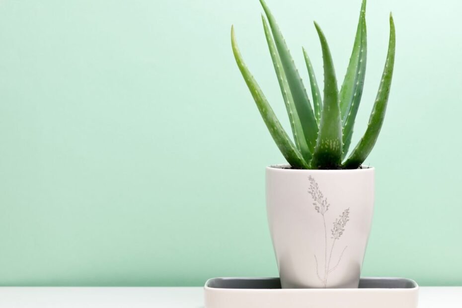 Aloe vera – Kleopatros grožio paslaptis ir faraonų nemirtingumo augalas. Kuo jis stebina jau 5000 metų?