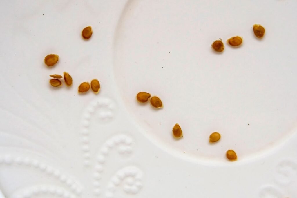 Augimo stimuliatorius sėklų dygimui