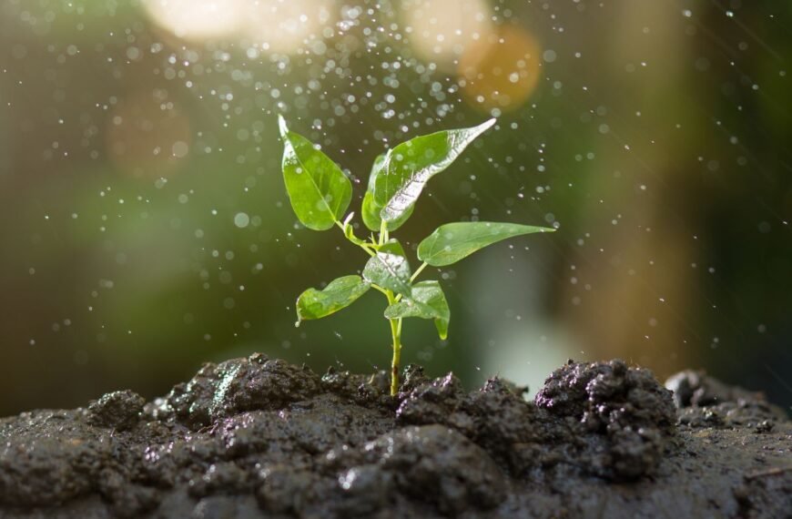 Augimo stimuliatorius iš jūsų virtuvės ir kiemo: kaip pasigaminti patiems?
