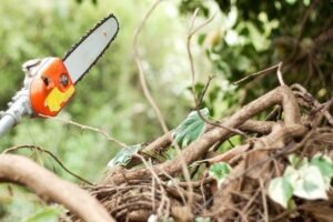 Aukštapjovė: kaip pasirinkti tinkamiausią įrankį medžių ir krūmų priežiūrai?