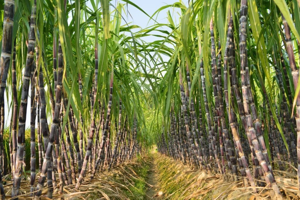 Laikai, kai cukrus buvo brangesnis už auksą