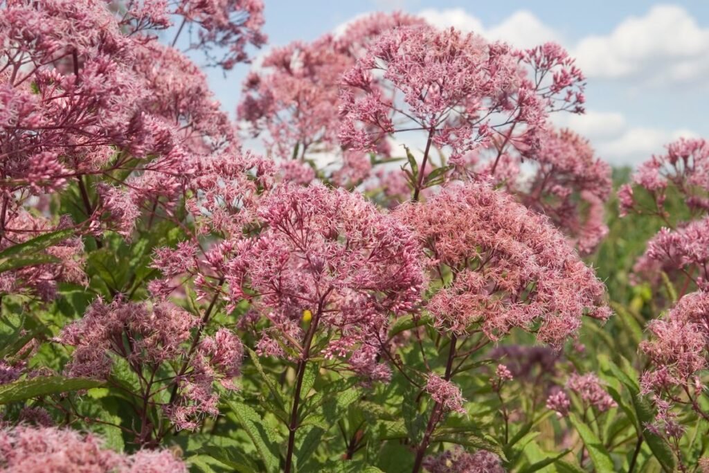 Dėmėtasis kemeras Eutrochium maculatum