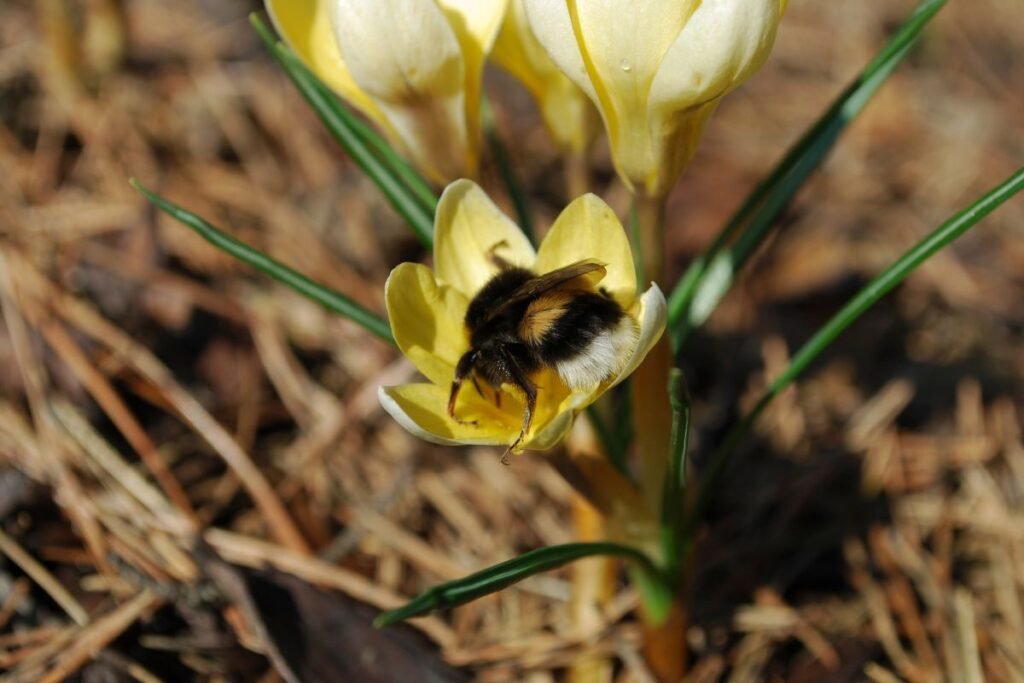 Efemerai ir jų reikšmė