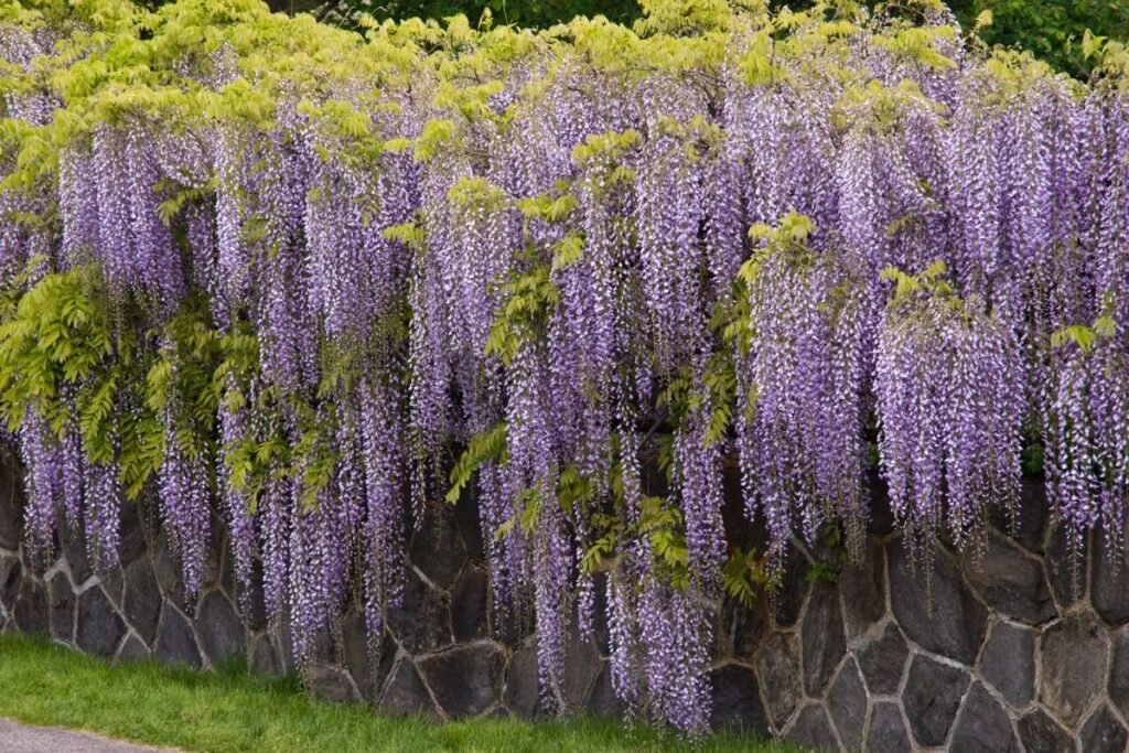 Egzotiniai augalai: vertikalusis grožis