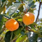 Egzotiniai augalai Lietuvos soduose: svetimšaliai, kurie nebijo mūsų žiemų