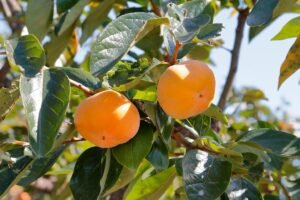 Egzotiniai augalai Lietuvos soduose: svetimšaliai, kurie nebijo mūsų žiemų