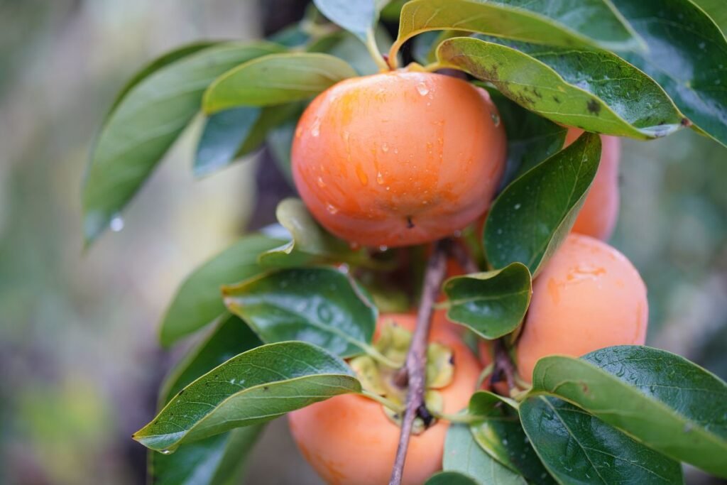 Valgomi egzotiniai augalai: nuo persimonų iki cidonijų