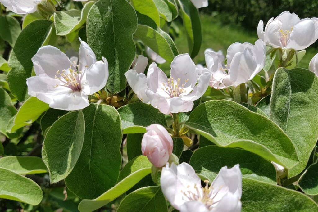Valgomi egzotiniai augalai: nuo persimonų iki cidonijų