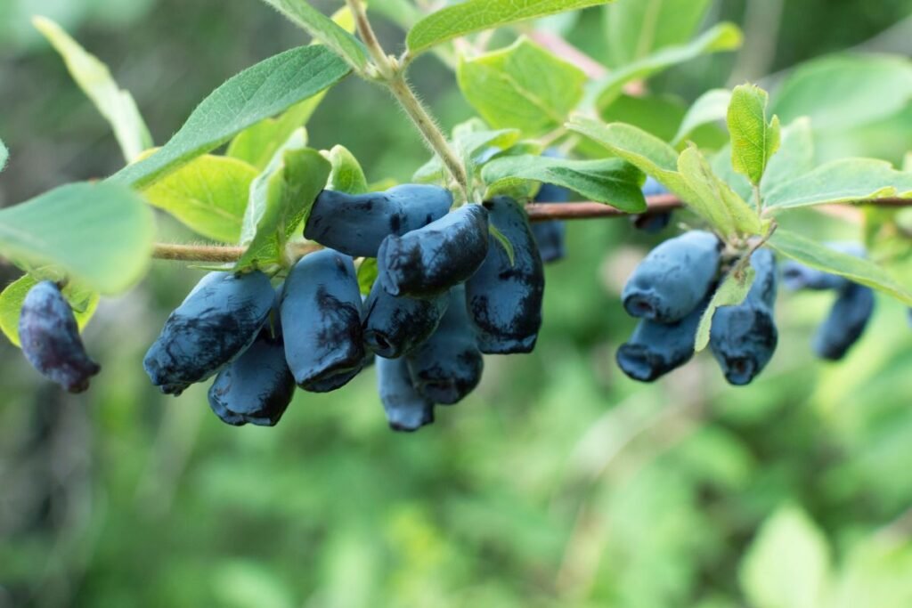 Valgomi egzotiniai augalai: nuo persimonų iki cidonijų