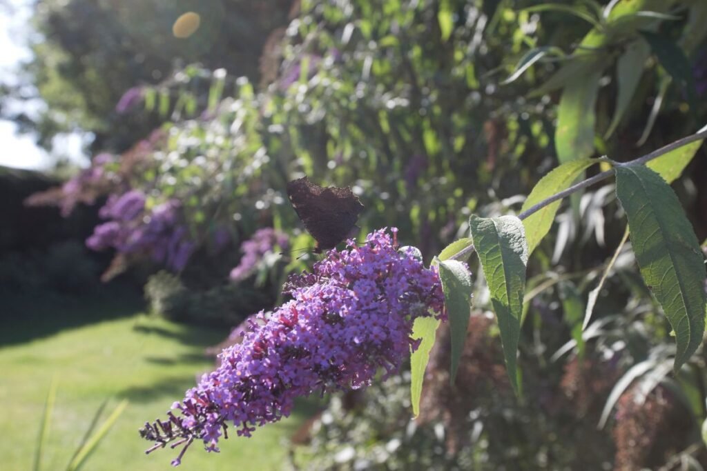 Žydintys egzotiniai stebuklai