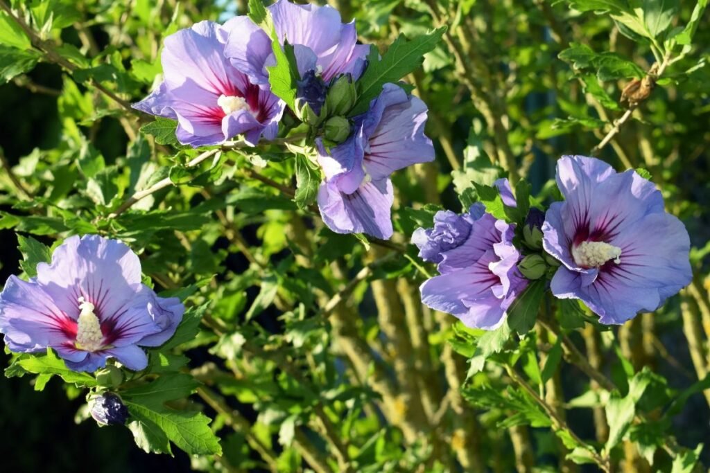 Žydintys egzotiniai stebuklai