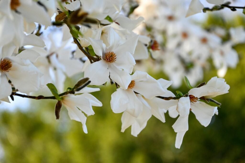 Žydintys egzotiniai stebuklai