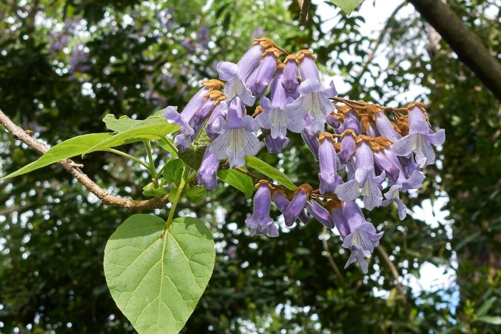 Žydintys egzotiniai stebuklai