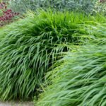 Hakonė – japonų miško žolė bambuką primenančiais lapais. Kaip ir kur ją auginti sode?