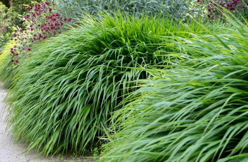 Hakonė – japonų miško žolė bambuką primenančiais lapais. Kaip ir kur ją auginti sode?