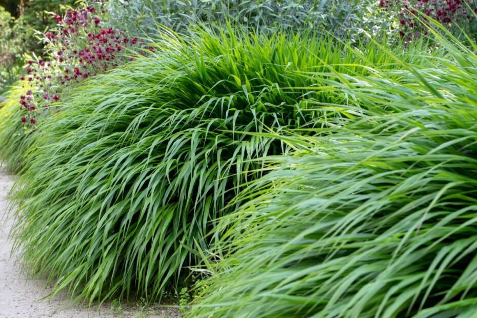 Hakonė – japonų miško žolė bambuką primenančiais lapais. Kaip ir kur ją auginti sode?