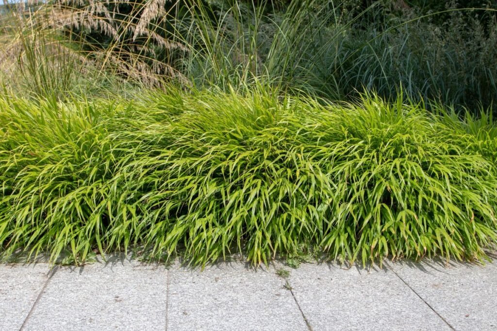 Hakonės kilmė ir paplitimas