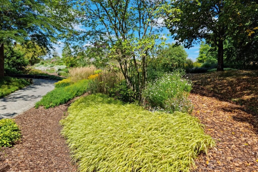 Hakonė gėlyne ir sodo dizaine