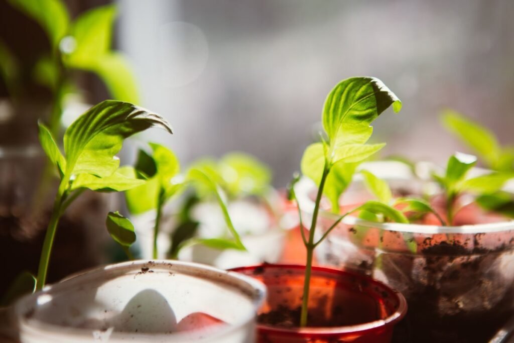 Ką sėti vasario mėnesį