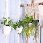 Kabantys vazonai: kaip saugiai ir stilingai „įdarbinti“ kambario lubas?