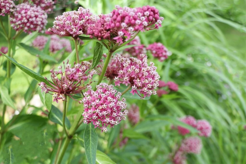 Kemeras ir jo dauginimas