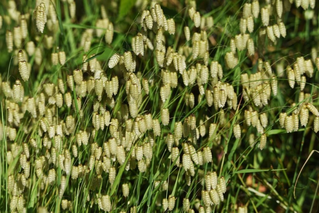 Kas yra kiškio ašarėlės ir kodėl verta joms skirti dėmesio?