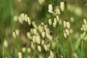 Kiškio ašarėlės – augalas, kurį lengva pamilti ir kurį gamta jau paruošė jūsų sodui