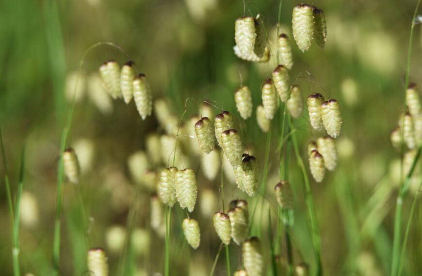 Kiškio ašarėlės – augalas, kurį lengva pamilti ir kurį gamta jau paruošė jūsų sodui