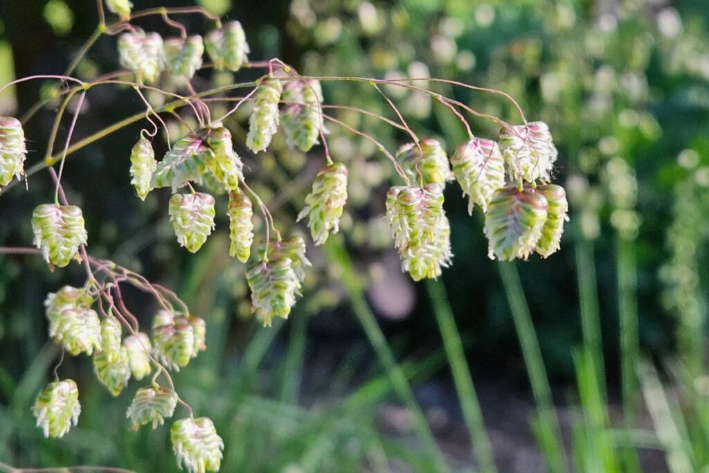 Kaip dauginamos kiškio ašarėlės