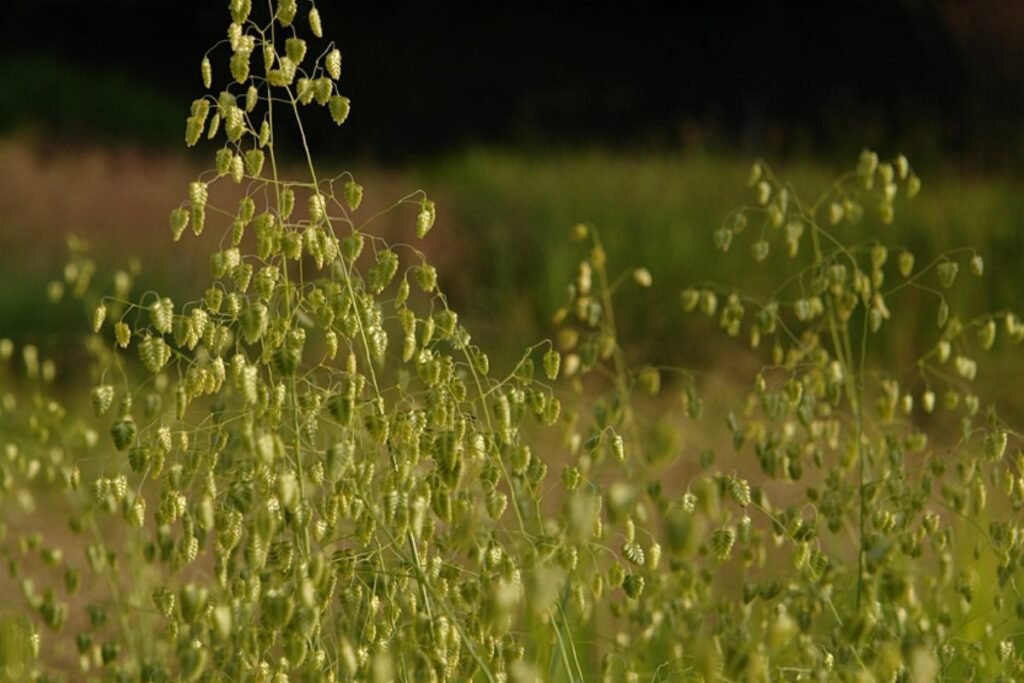 Kiškio ašarėlių vertė: nuo gėlyno puošmenos iki liaudies medicinos