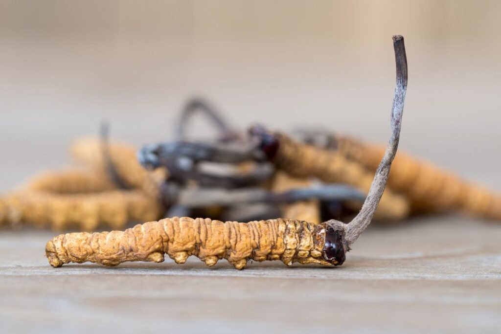 Kas yra kordicepsas?