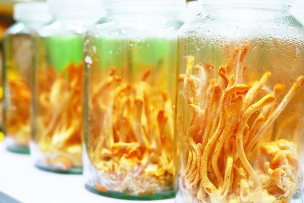 Kordicepsas: kas laukia pirmą kartą auginančiųjų?