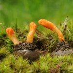 Kordicepsas – Himalajų „auksas“, stebinantis savo nauda. Ką svarbu žinoti perkant kordicepso papildus?