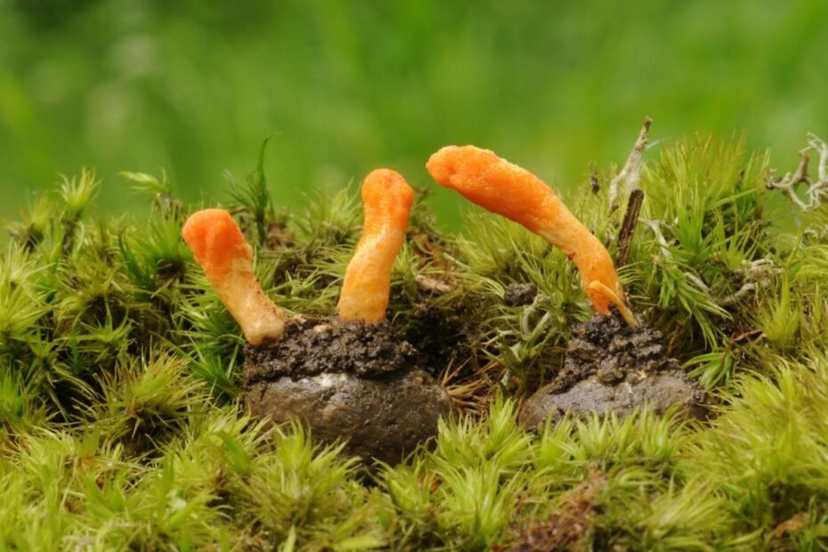 Kordicepsas – Himalajų „auksas“, stebinantis savo nauda. Ką svarbu žinoti perkant kordicepso papildus?